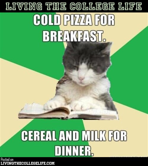 Funny Cat Meme