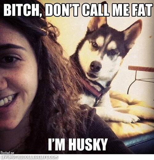 photobomb husky Hilarious College Meme Compilation (37 Photos)